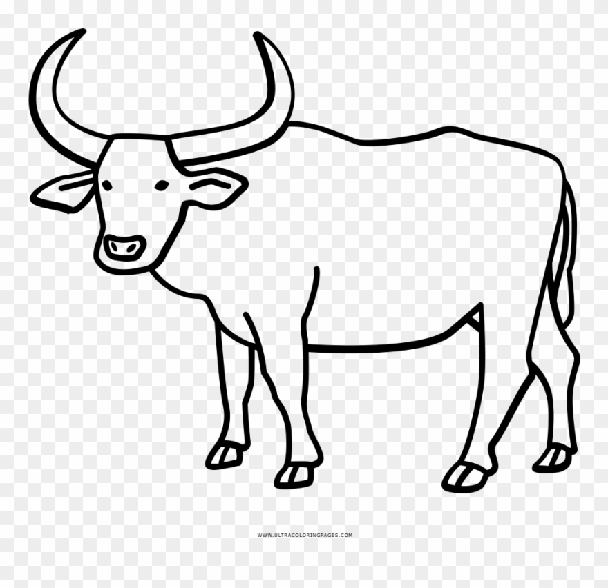 Buffalo Coloring Page With Water Ultra Pages - Drawing Ox Clipart