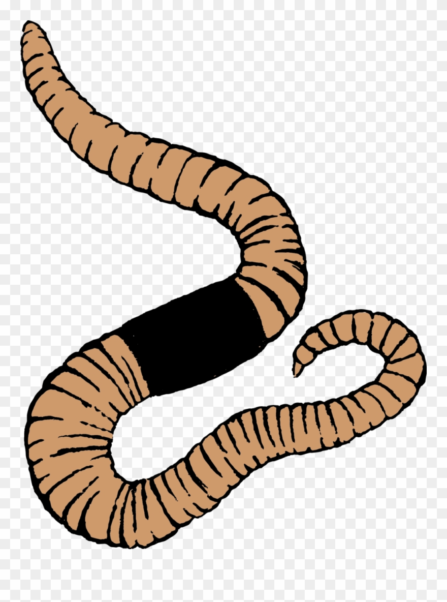 Green Ambassadors Program - Washington Youth Garden Clipart