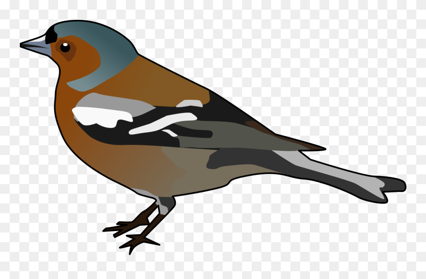 Robin Clipart Chidiya - Chaffinch Clipart - Png Download