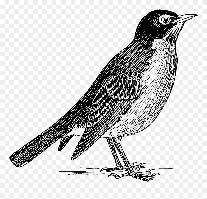 Robin 2 Clipart