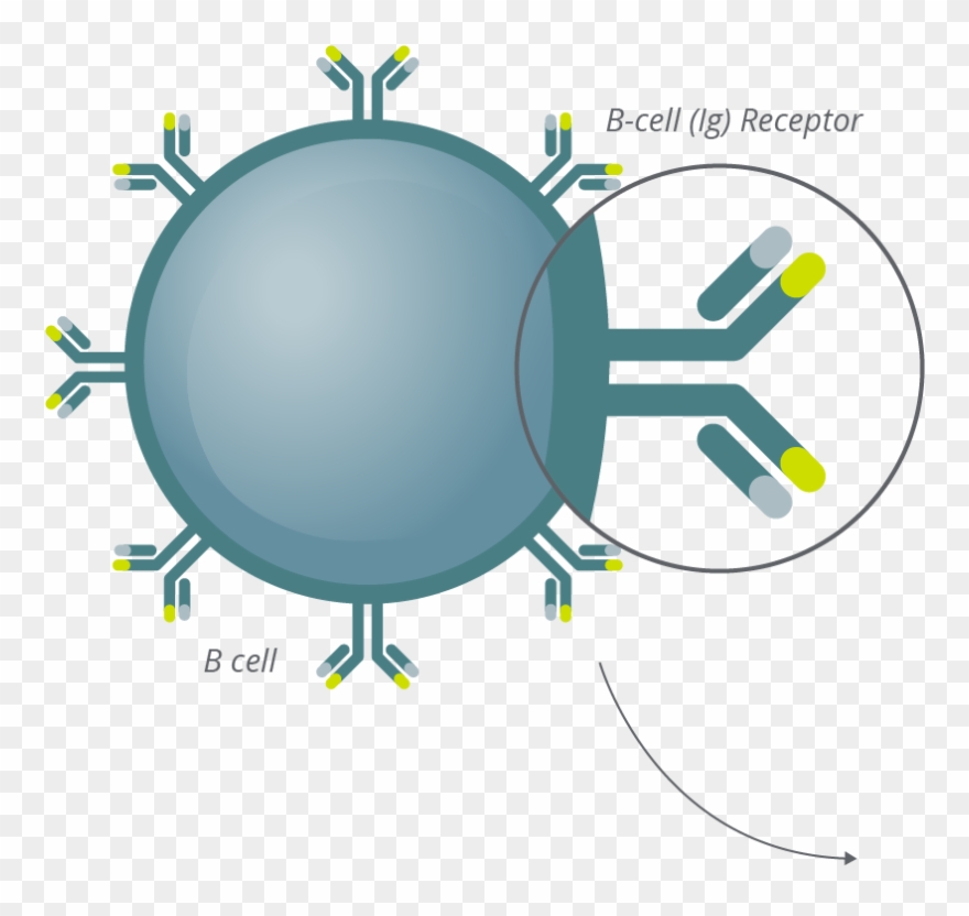 Clonoseq Technology Bcell Antibody - Antibody Clipart