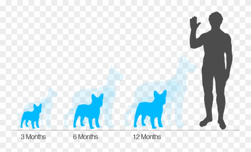 Wally, One Of Our Two Aussie Labradoodles - Rhino Vs Human Size Clipart