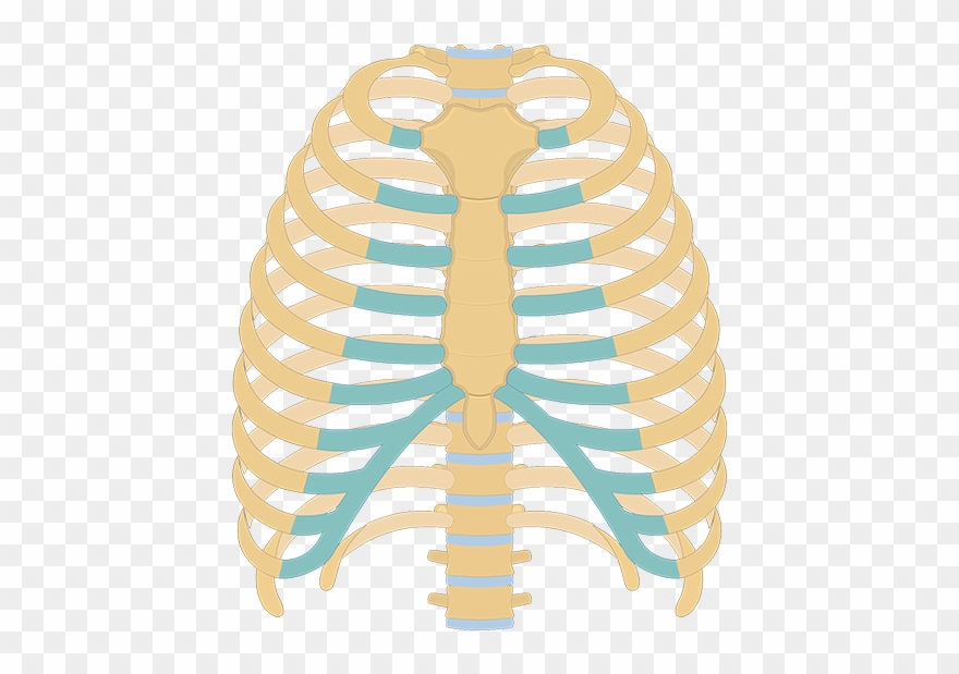 Getbodysmart Skeletal System Overview Clipart