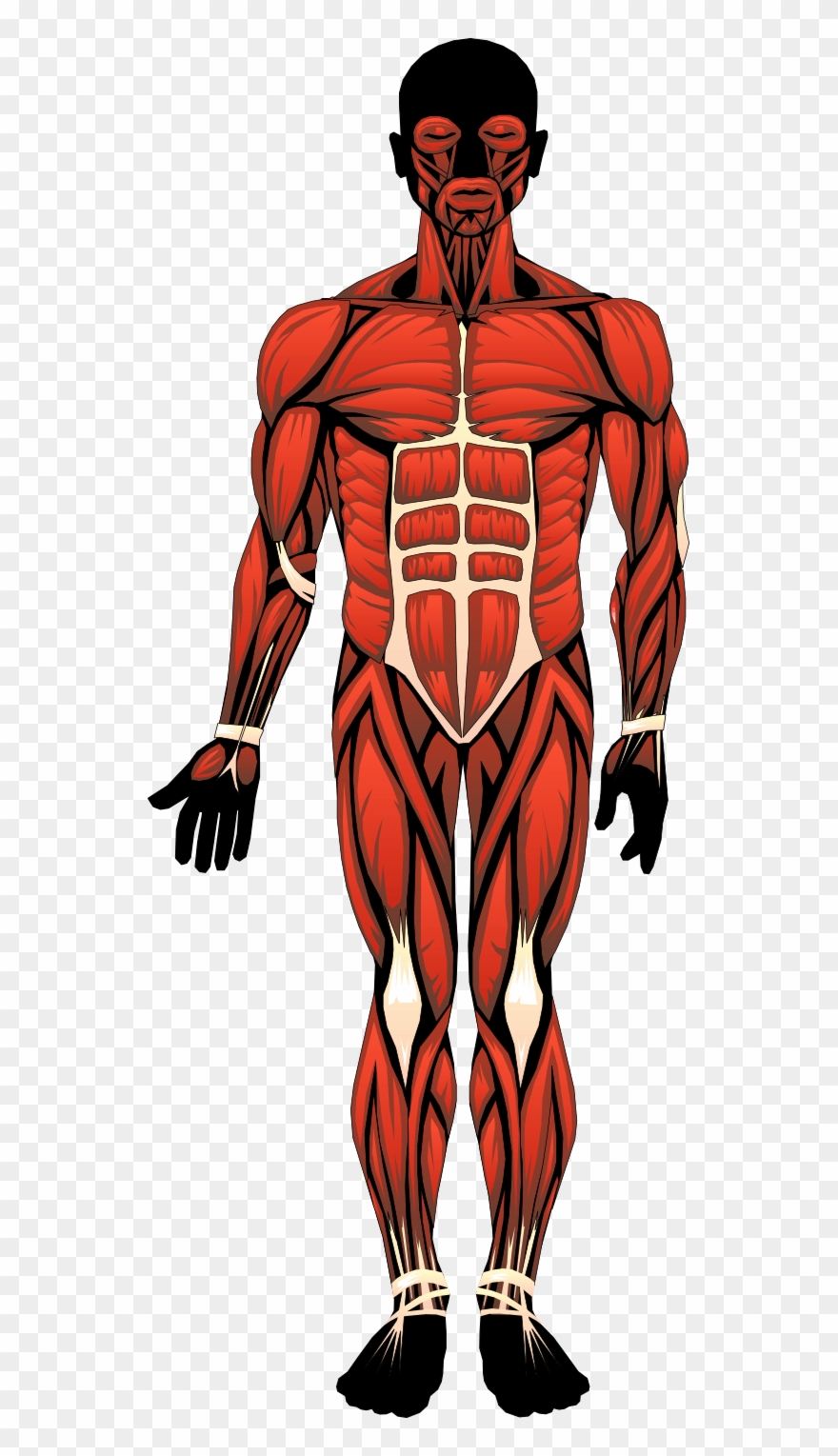 Clipart Anatomy Human Body - Anatomy Clipart - Png Download