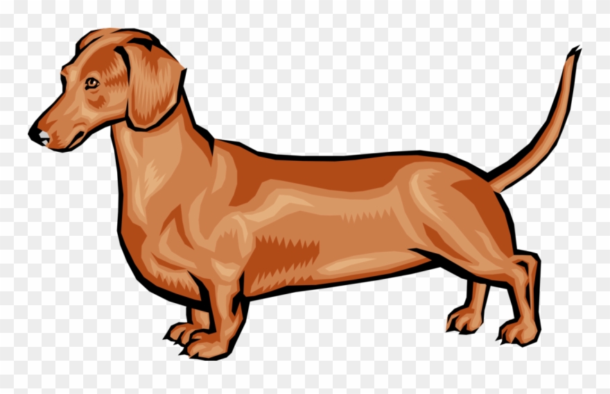 Vector Image Illustration Of - Dachshund.png Shower Curtain Clipart