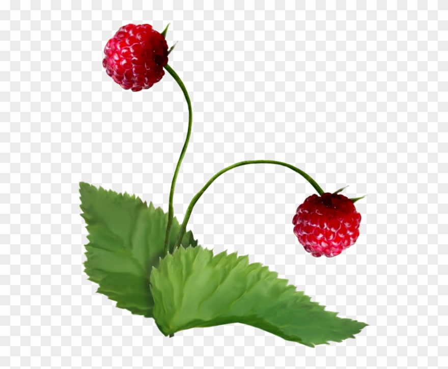 На Января 17, - Raspberry Plant Png Clipart