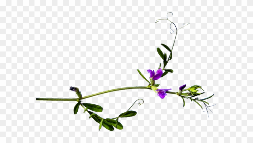 Png Клипарт Полевые Цветы - Lobelia Clipart