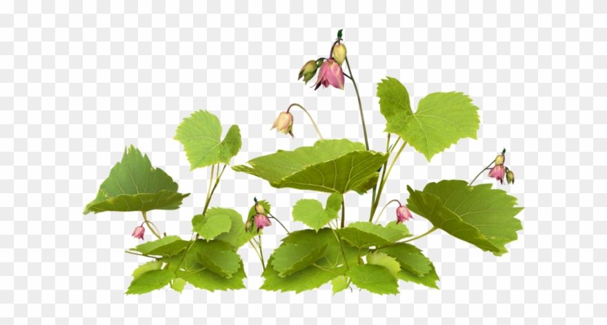 На Января 17, - Flower Clipart