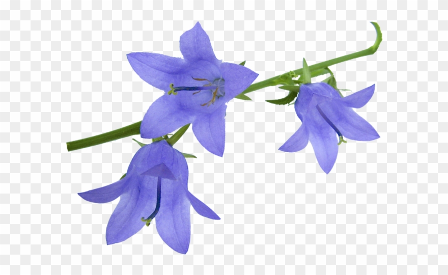 Png Клипарт Полевые Цветы - Harebell Png Clipart
