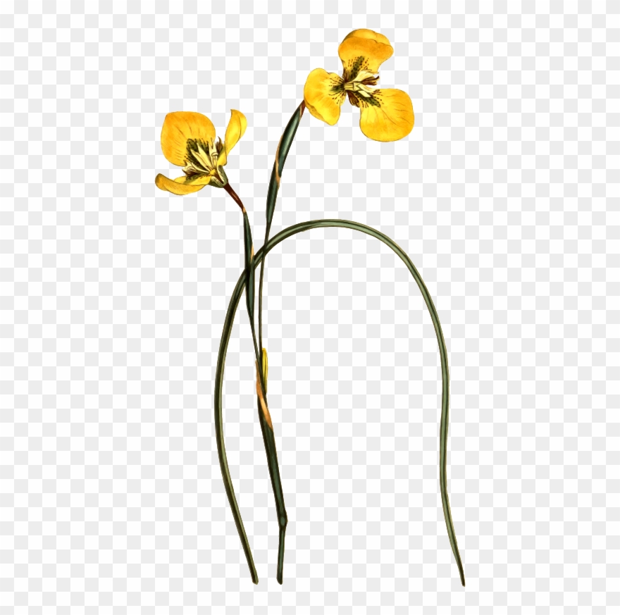 Medium Image - Drawing Clipart