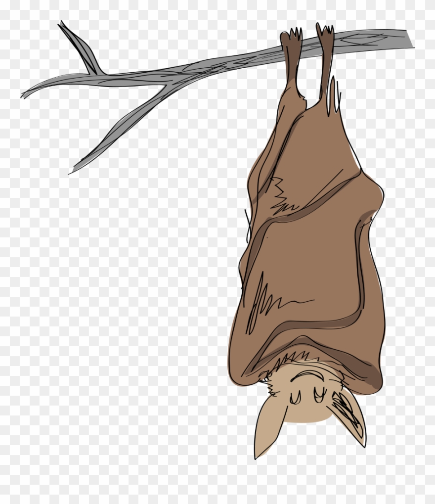 Misconceptions, Human Activities , And Now White-nose - Clip Art Bat Roosting - Png Download