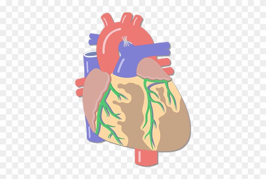 Coronary Arteries - Heart Major Blood Vessels Clipart