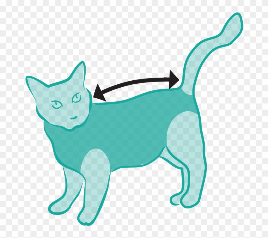 Size Measured From Collar To Base Of The Tail - Post Surgical Suit For Cat Clipart