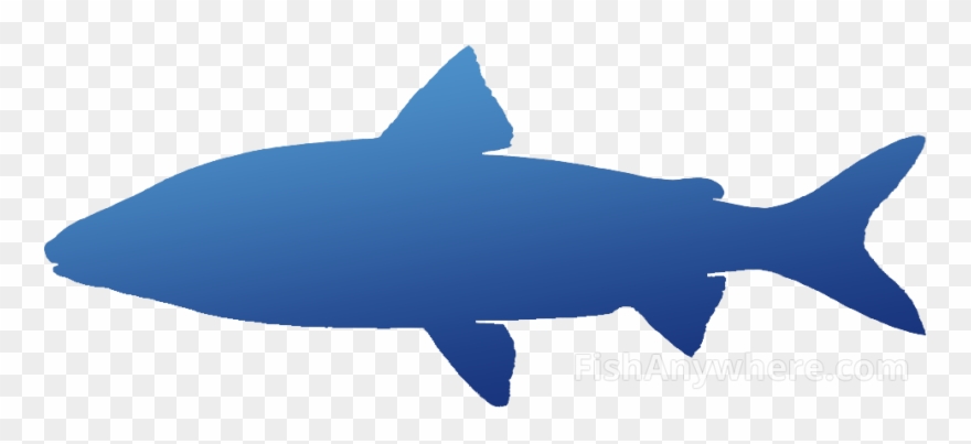Whitefish - Shark Clipart