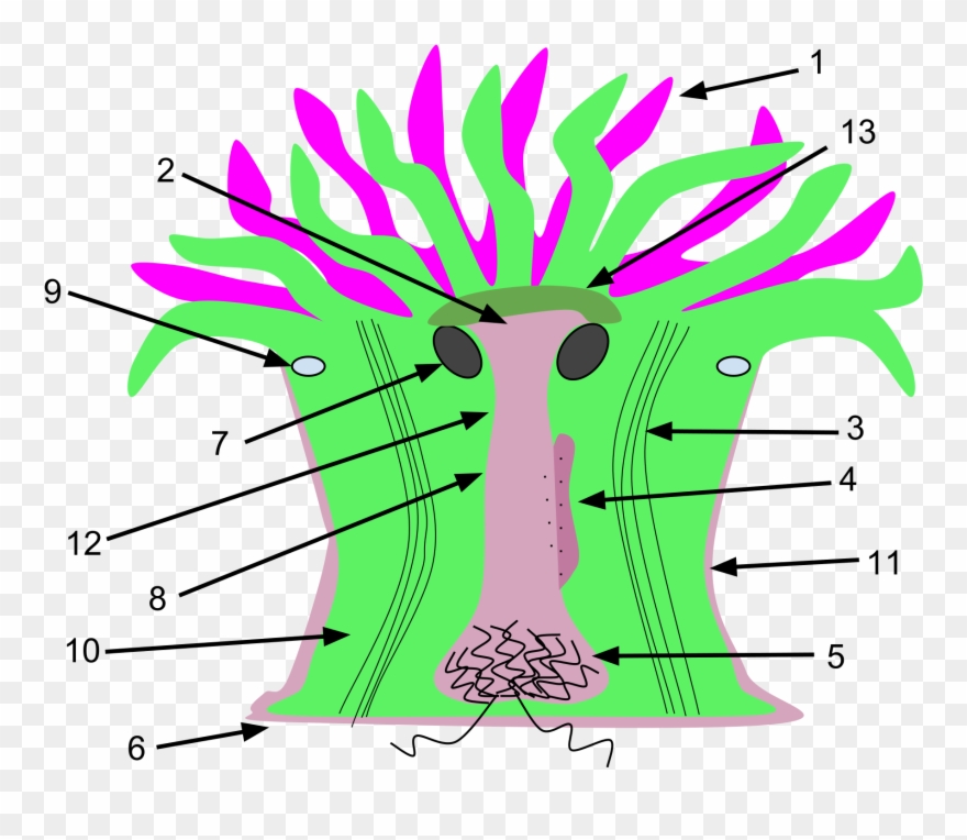 Open - Sea Anemone Internal Structure Clipart