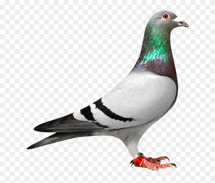 Pigeon Clipart - Pigeon Png Transparent Png