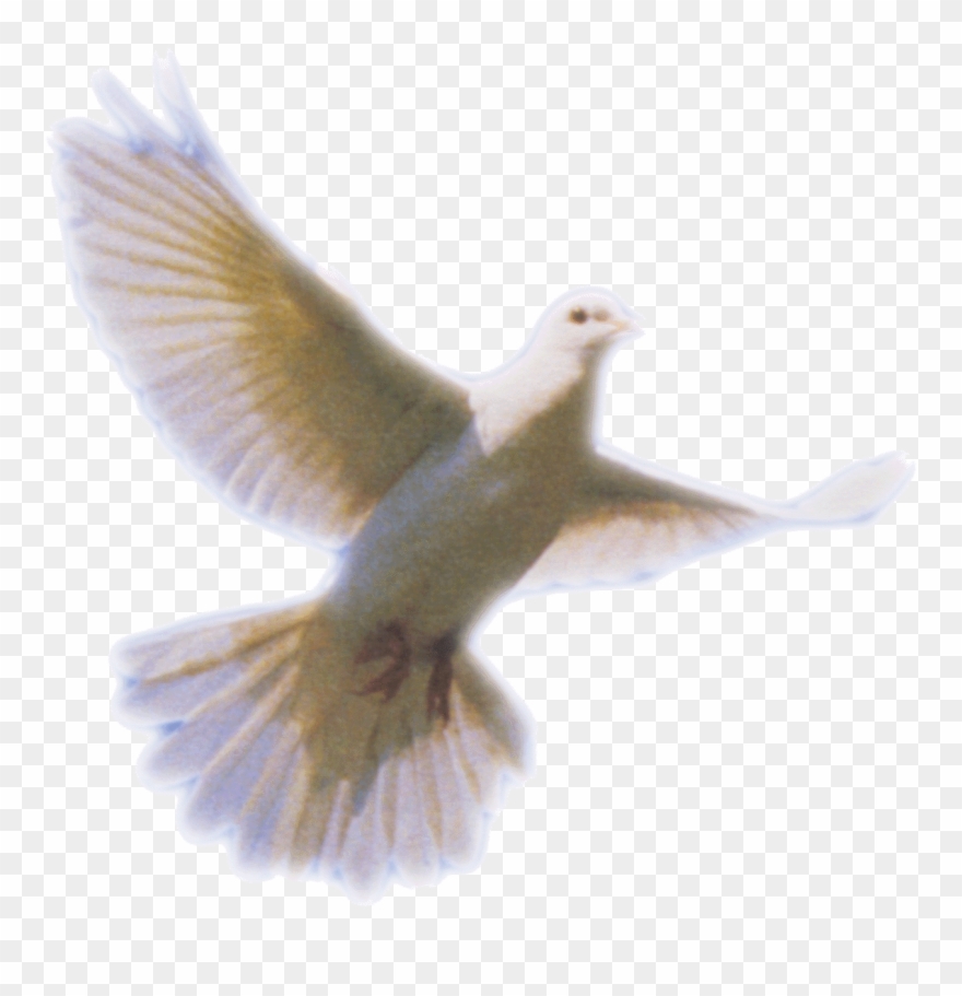 Dove Transparent Png Pictures Free Icons And - Doves For Funeral Programs Clipart