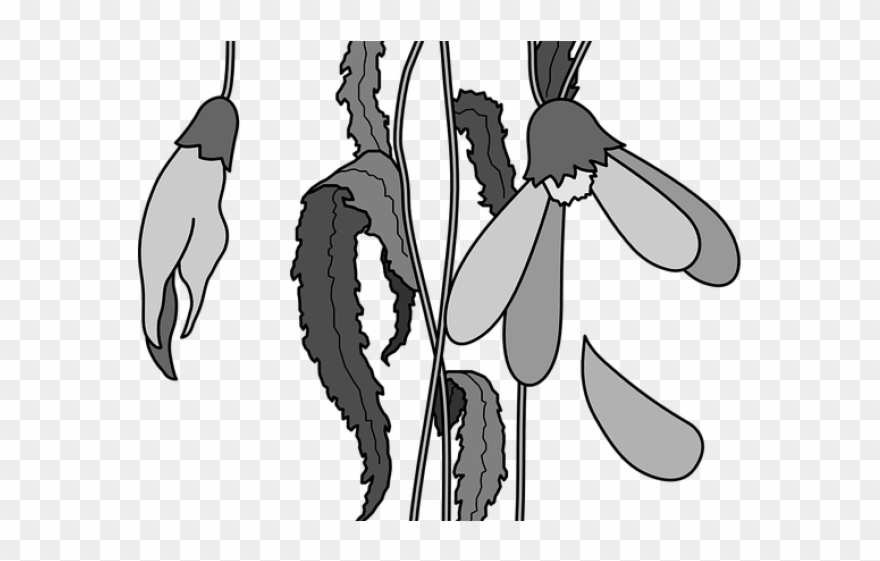 Dead Clipart Dead Sunflower - Easy Dead Flower Drawing - Png Download