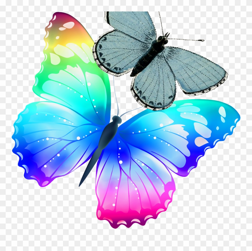Mariposas De Color Arcoiris Clipart