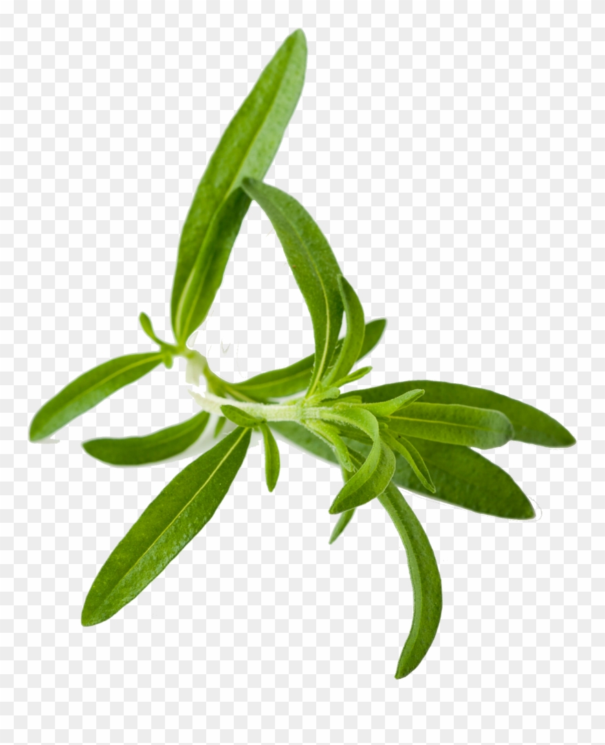 Herbs Hd Png Pluspng - Tarragon Png Clipart