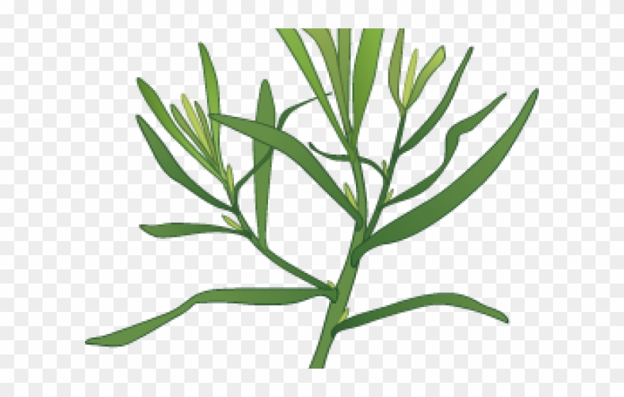 Garlic Clipart Herb Spice - Herb - Png Download