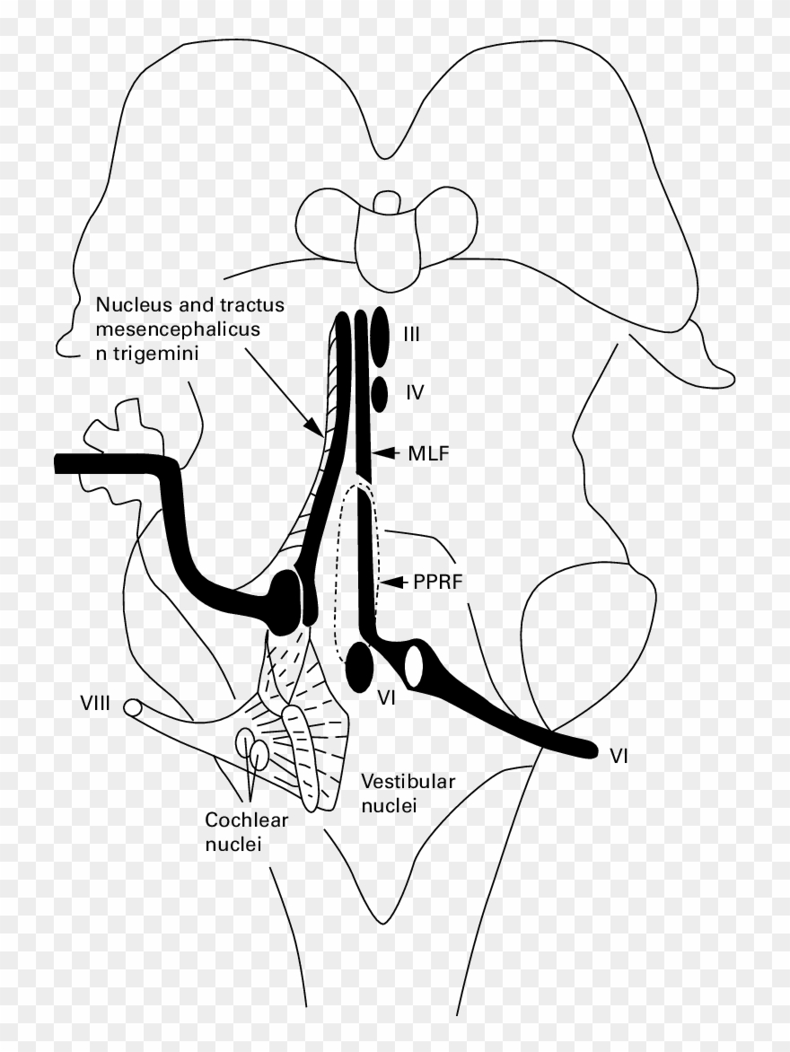 Nerve Drawing Clip Library Download - Trochlear Nucleus - Png Download