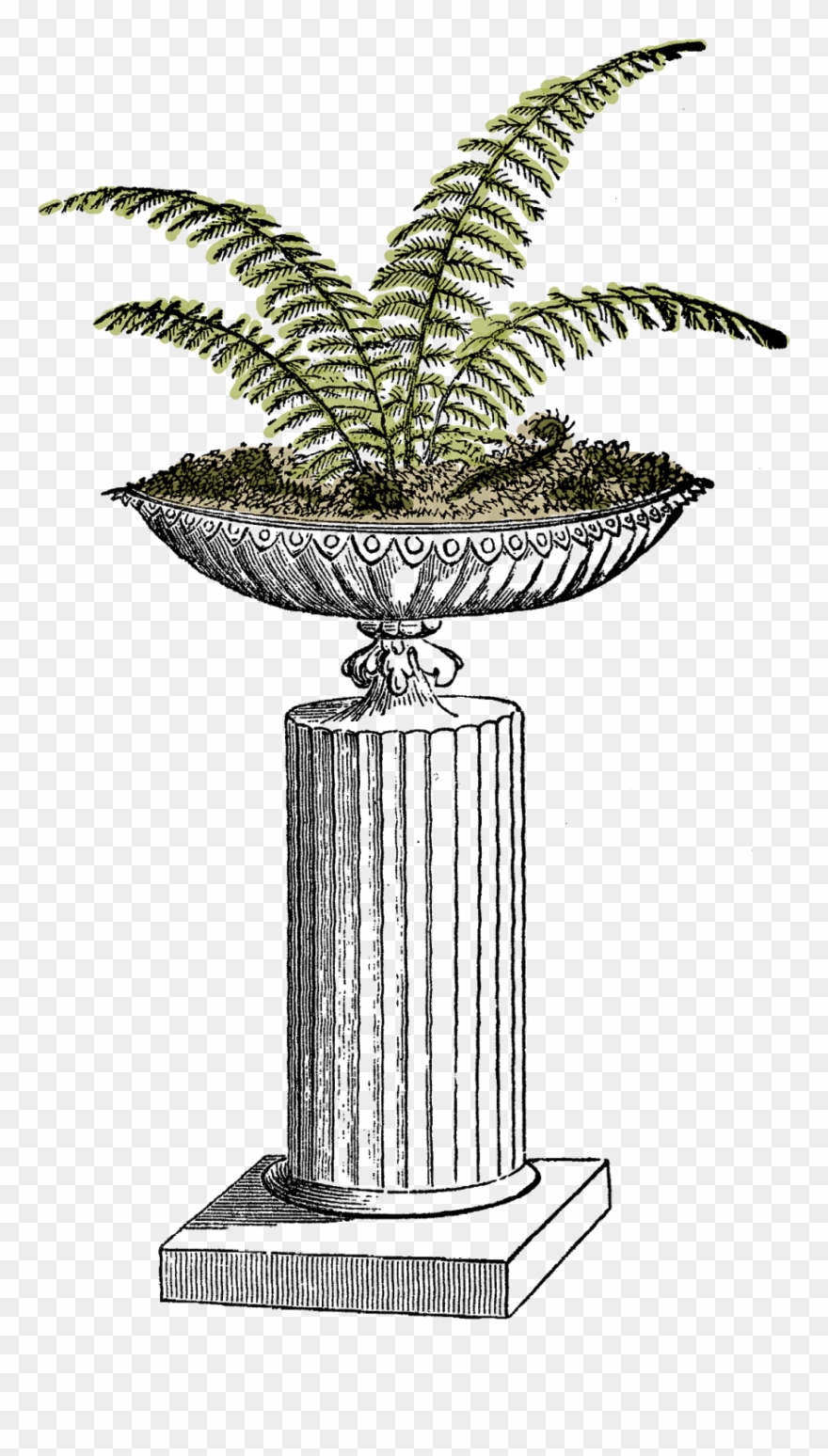I Created This Digital Fern Download From A Vintage - Fern Potted Plant Clip Art - Png Download