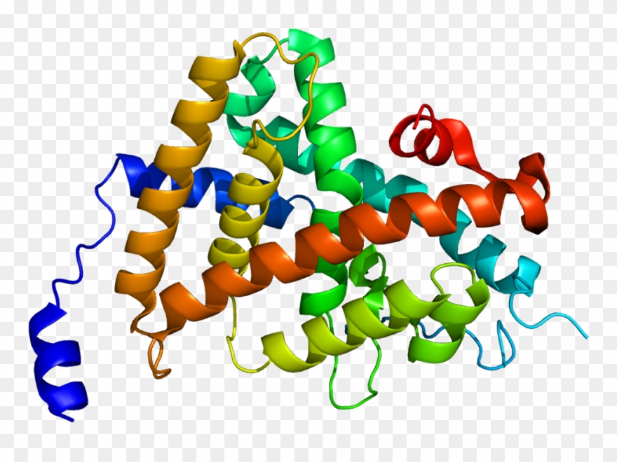 Thyroid Hormone Receptor Structure Clipart