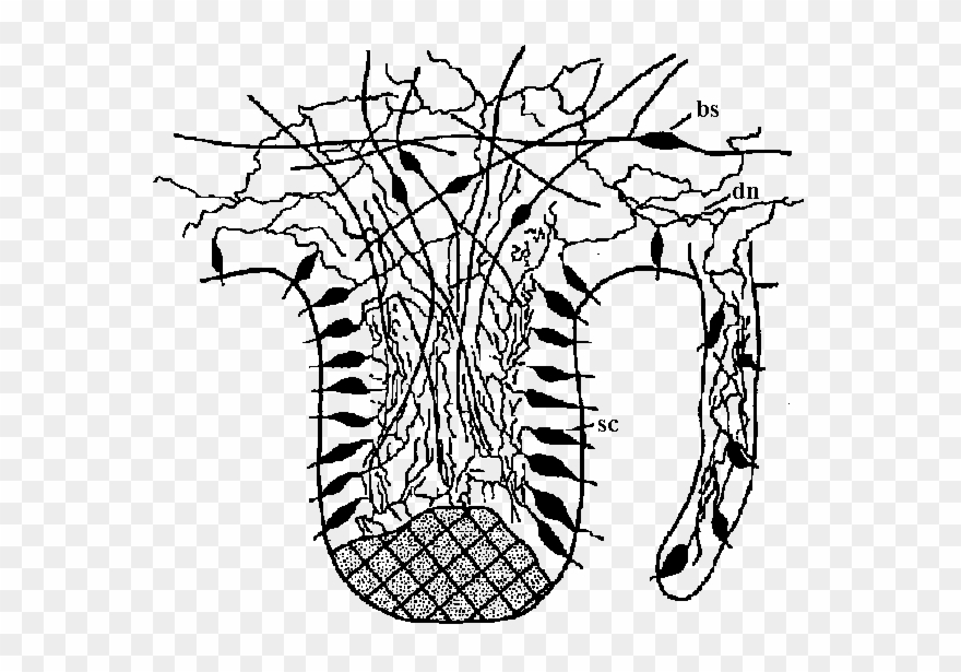 Png Free Stock Animal Physiology Hydra - Line Art Clipart