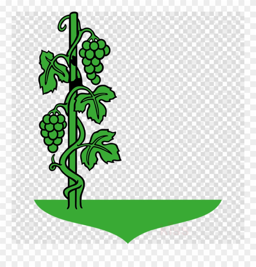 Cartoon Vine Clipart Common Grape Vine Clip Art - Cartoon Images Of Grapes Plant - Png Download