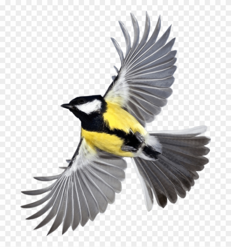 New Beautiful Flying Birds Hd Clipart