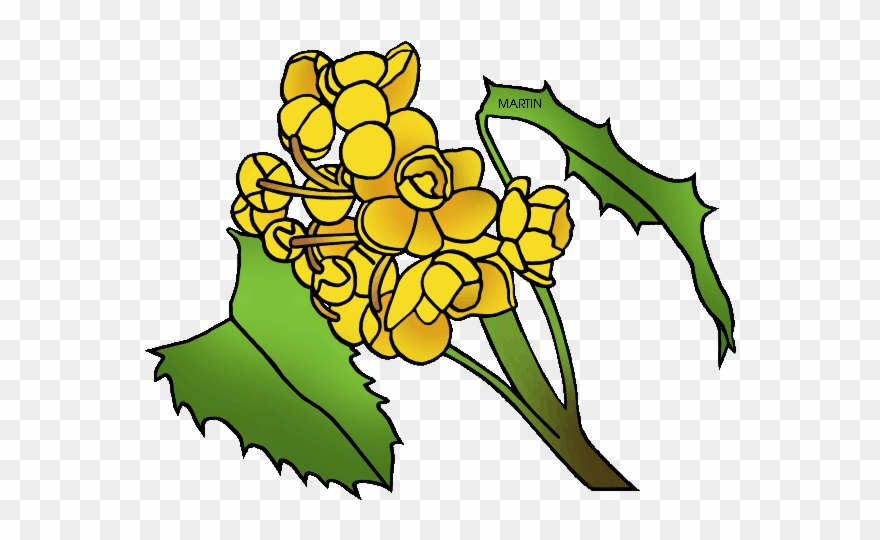 United States Clip Art - Oregon State Flower Drawing - Png Download