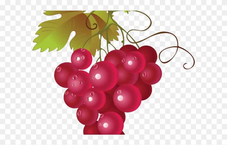 Grapes Clipart Small Fruit - Red Grape Vine Png Transparent Png