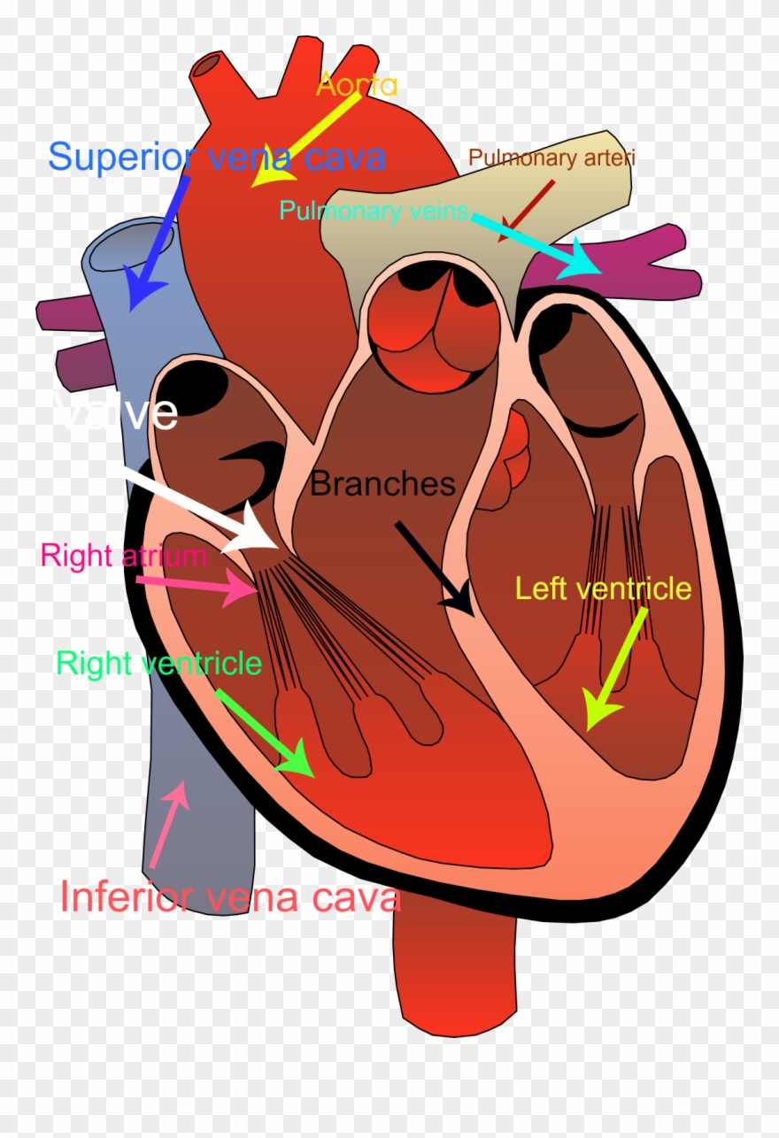 Circulatory System Clipart - Human Heart No Background - Png Download