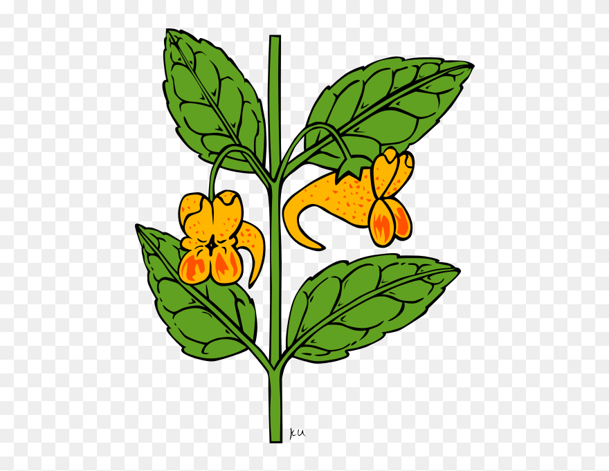 Gerald G Ku Impatiens Capensis 555px - Outline Of A Flower Clipart