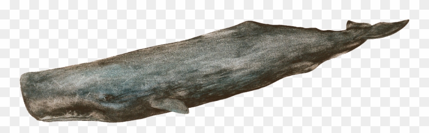 Related Wallpapers - Sperm Whale Clipart