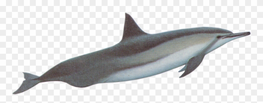 Spinner Dolphins - Baiji White Dolphin Png Clipart