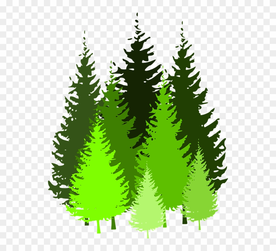 Cartoon Pine Trees 5, Buy Clip Art - Free Pine Tree Clip Art - Png Download