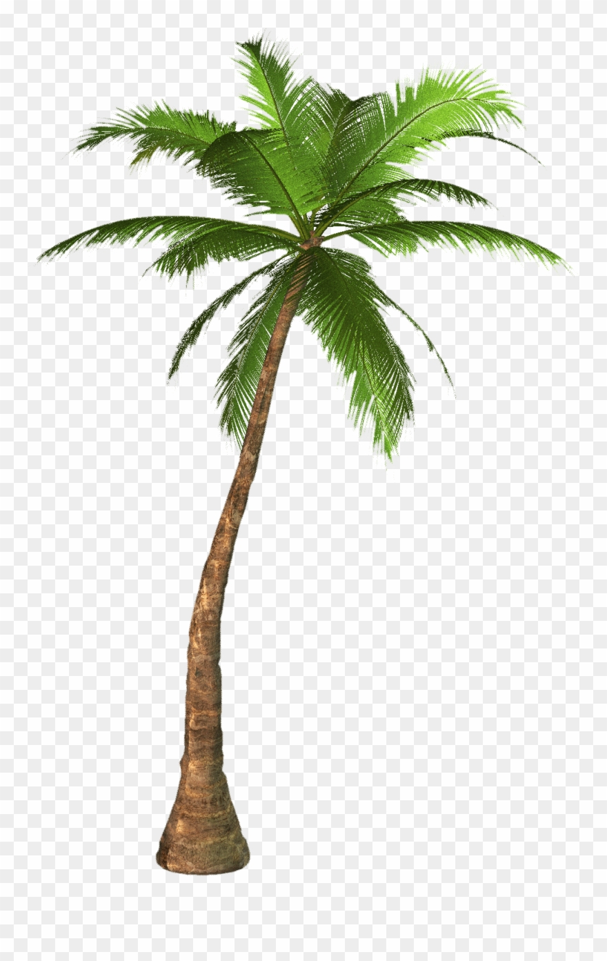 Palm Tree Leaves Clipart - Palm Tree High Resolution - Png Download
