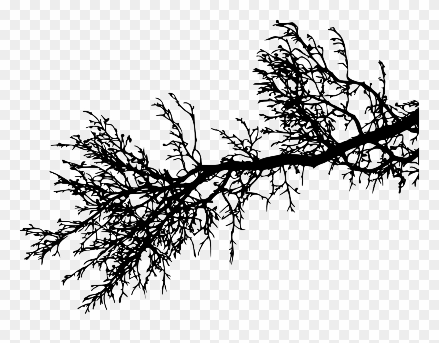 Report Abuse - Pine Tree Branches Png Clipart