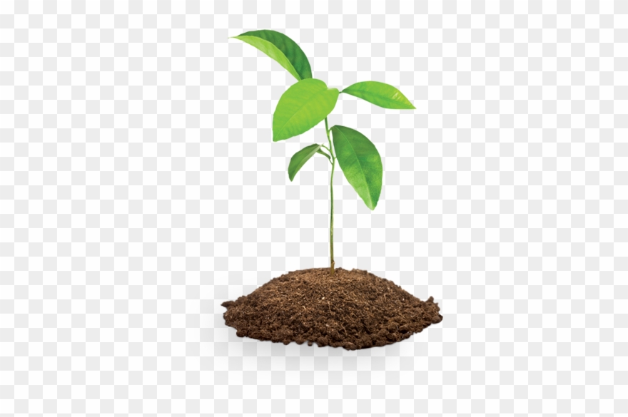 Collection Of Tree Drawing High Quality Tree Sapling Png Clipart Full Size Clipart 1148611 Pinclipart