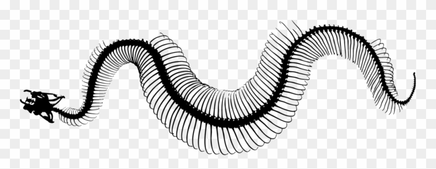 Invertebrate Snakes Line Art Silhouette Snake Skeleton - Snake Skeleton Clipart