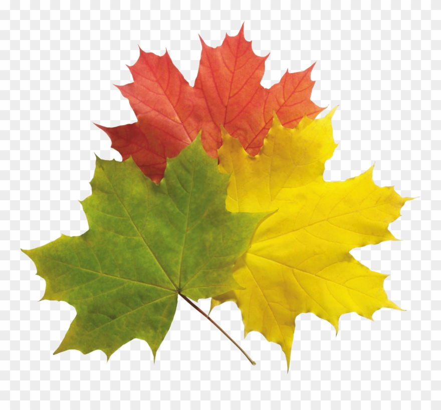Leaves Free Png Clipart