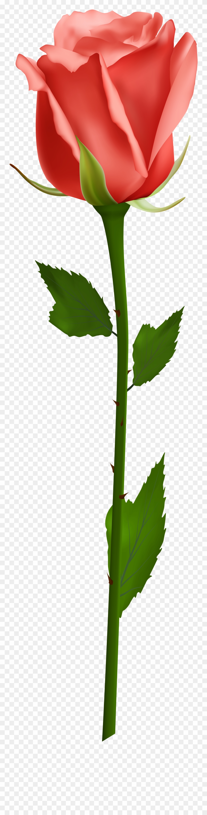 View Full Size - Rose Png Images Hd Clipart