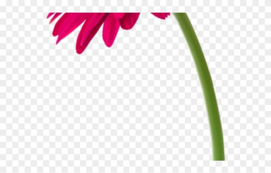 Gerbera Clipart Pink Daisy - Barberton Daisy - Png Download