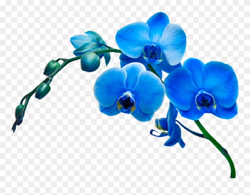 Картинки По Запросу Лилии Рисунок - Blue Flower Vase Clipart - Png Download