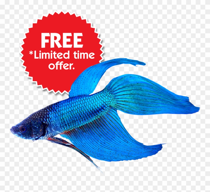 Buy Betta Fish Online & Save On Fish Bowl Kits - Blue Betta Fish Transparent Clipart