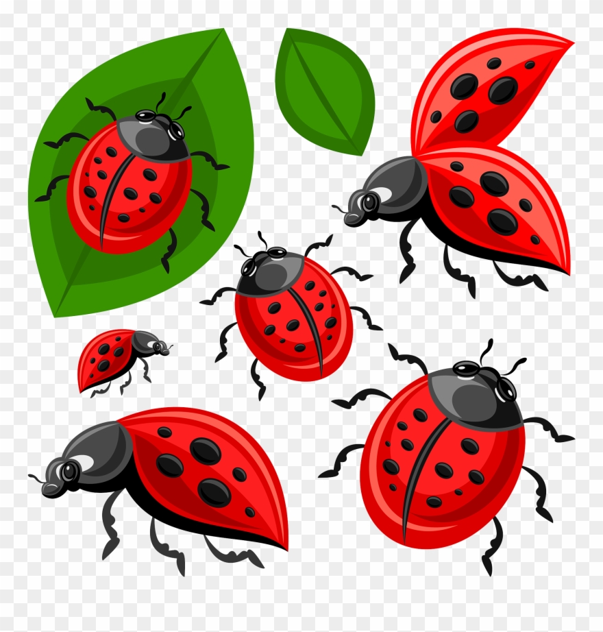 Lady Beetle Clipart - Ladybird Beetle - Png Download