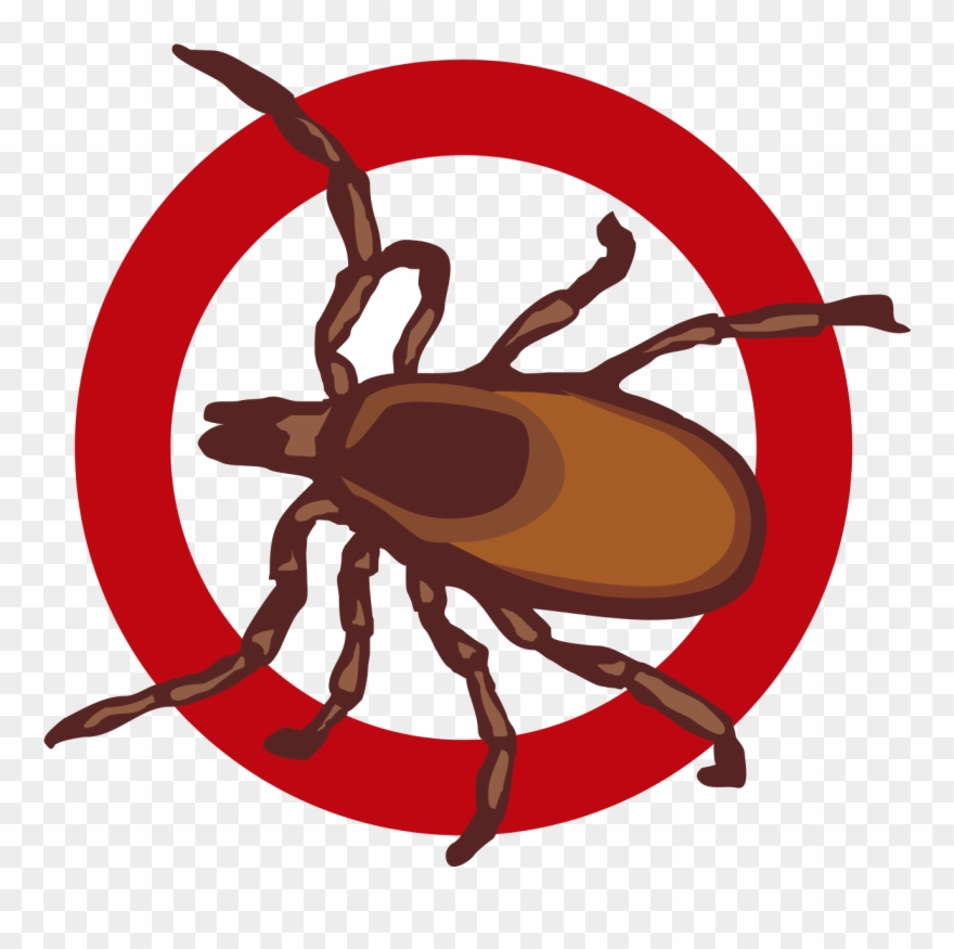 Bed Bugs - Pest Control Specialists Clipart
