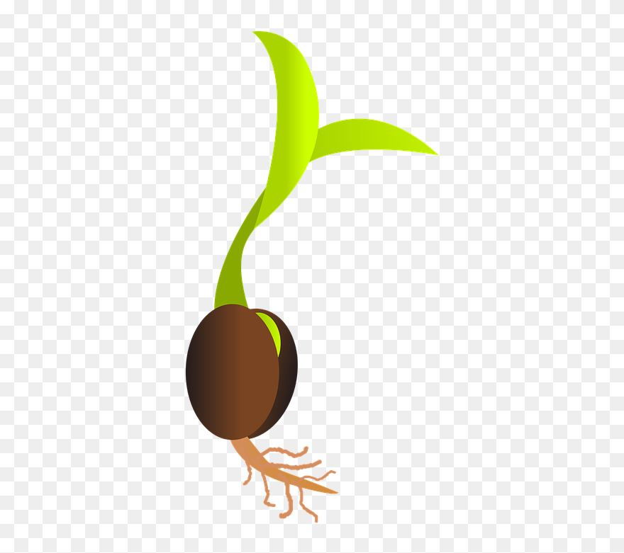 Clip Art Freeuse Download Library Services Grimsby - Seed Png Transparent Png